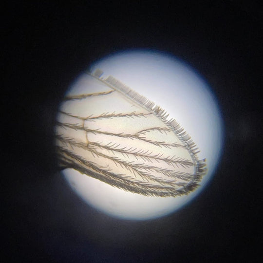 Tridaptor | 3-Axis Precision Smartphone Adapter for Microscopes